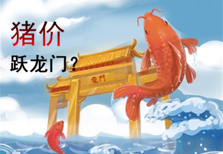 一遇风雨便化龙？猪价能涨到什么时候
