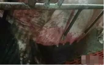 紫药水的妙用，养猪人少花钱解决大问题！