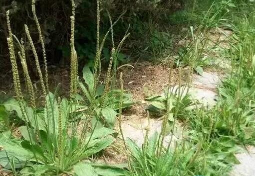 别把它们当无用杂草，它们都是很好的猪饲料