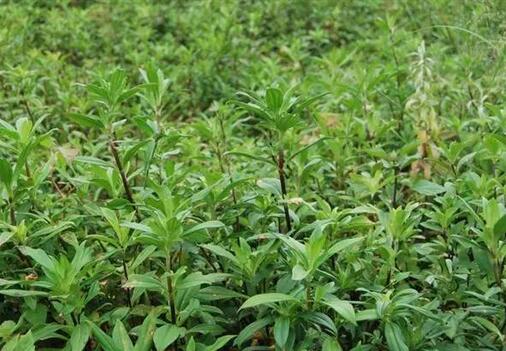 别把它们当无用杂草，它们都是很好的猪饲料