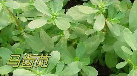 别把它们当无用杂草，它们都是很好的猪饲料