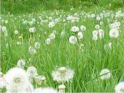 别把它们当无用杂草，它们都是很好的猪饲料