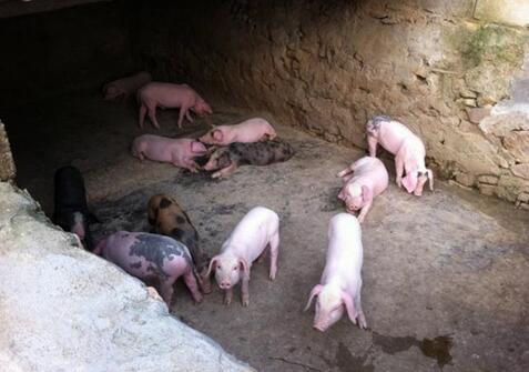 怎么贮藏青贮饲料，青贮饲料喂猪的应该注意哪些？