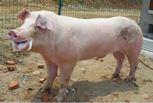 你要怎么做，才能从种电子游艺网站
带走最好的种猪？