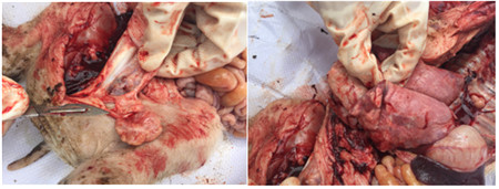 实证：蓝耳病首选——蓝青配诺康泰