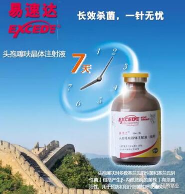 猪病福音:史上最强的抗生素组合助你养猪不求人!!!