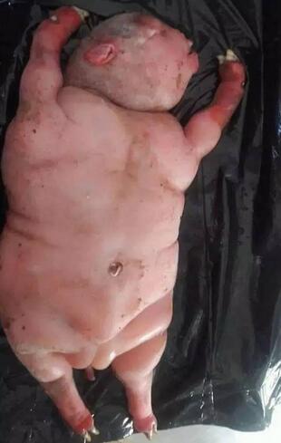 吓死人！南非一只母羊，居然生下一只半人半猪的怪物