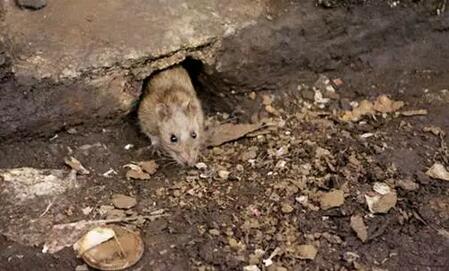 电子游艺网站
老鼠危害真大，切不可掉以轻心！