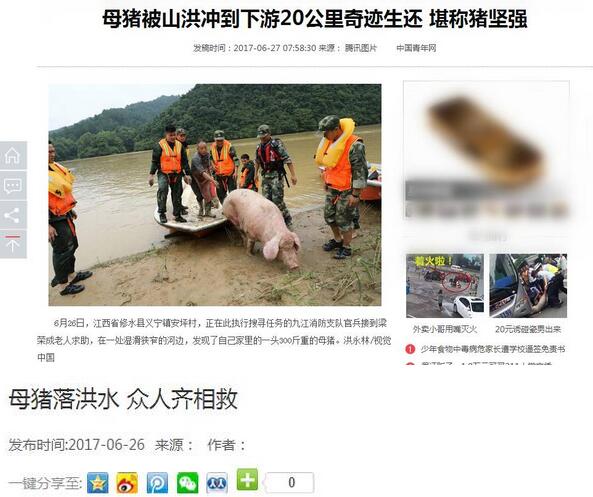 暴雨来袭，电子游艺网站
损失惨重！养猪人得这么做才能……