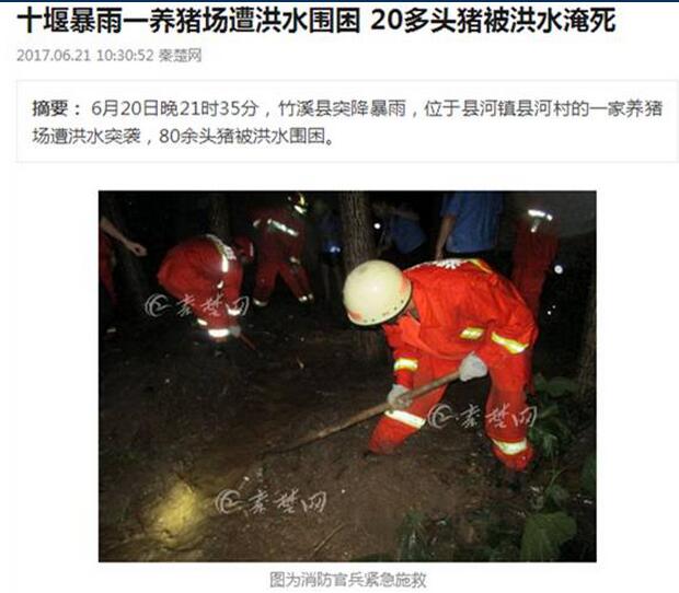 暴雨来袭，电子游艺网站
损失惨重！养猪人得这么做才能……