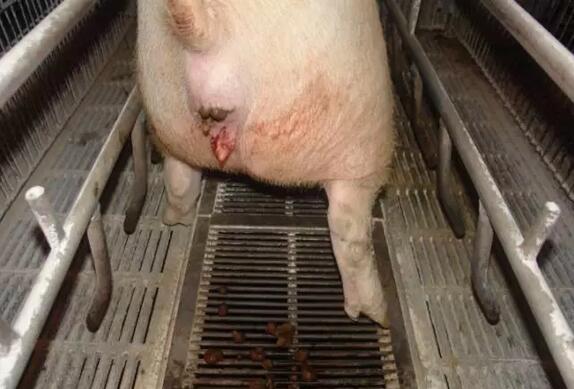 夏季母猪返情怎么办?