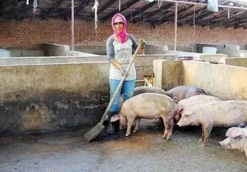 小养电子游艺网站
卖猪常吃亏，只是行情的问题吗？