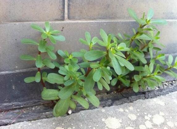 盘点各大可治疗猪病的中药，很多在农村就有记得收藏