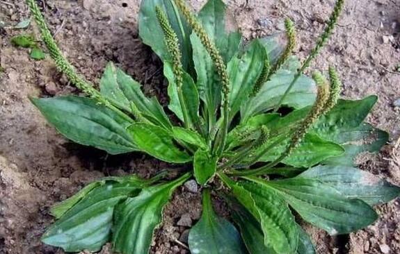 盘点各大可治疗猪病的中药，很多在农村就有记得收藏