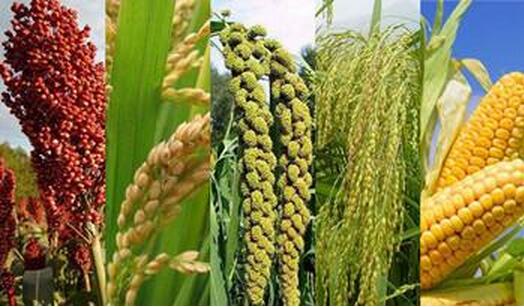 夏季，母猪常喂粗饲料，健康又廉价！