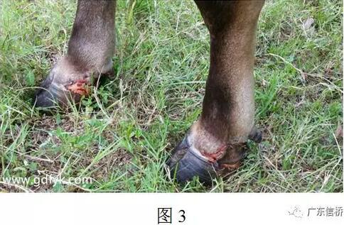 口蹄疫免疫知识知多少