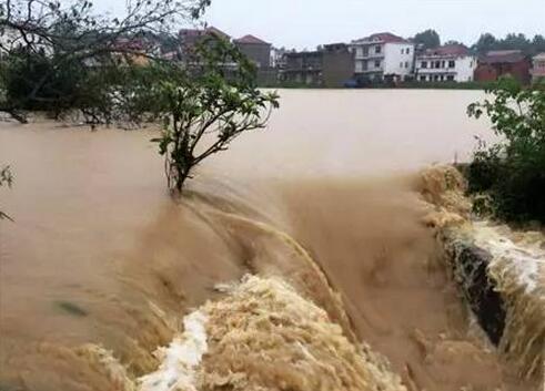 800头猪开启洪荒之力,暴雨中各显神通大逃亡!