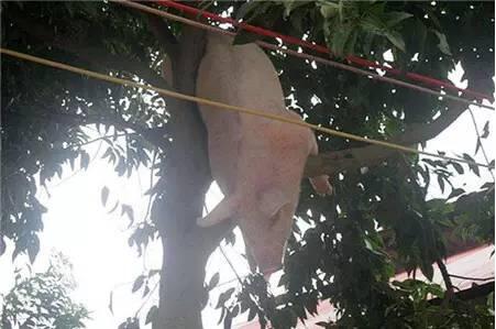 800头猪开启洪荒之力,暴雨中各显神通大逃亡!