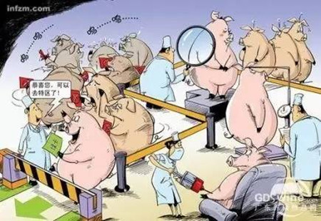 喹乙醇等3种兽药或被禁止用于猪鸡饲料添加剂！