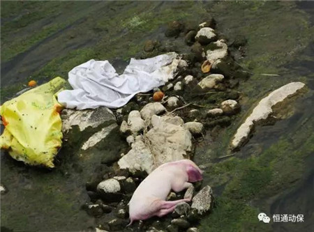 洪水肆虐，电子游艺网站
猪群健康警报拉响！恒通助您度过难关！