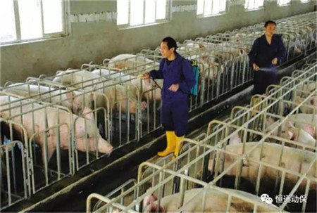 洪水肆虐，电子游艺网站
猪群健康警报拉响！恒通助您度过难关！