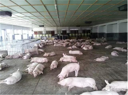 促生长用抗菌药物将退出？农业部五问五答