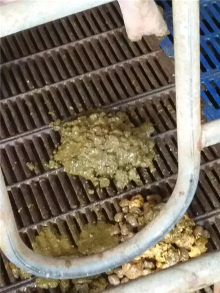 丰强蓝青，夏季电子游艺网站
必备品