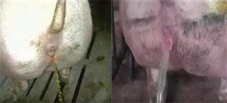 丰强蓝青，夏季电子游艺网站
必备品