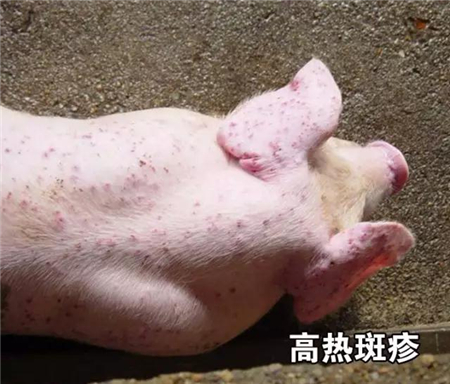 丰强蓝青，夏季电子游艺网站
必备品