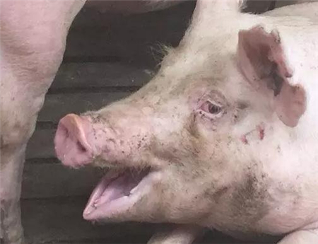 丰强蓝青，夏季电子游艺网站
必备品