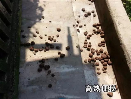 丰强蓝青，夏季电子游艺网站
必备品