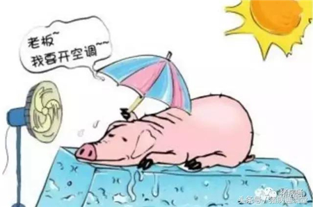 夏季养猪必备的饲料添加剂，学到就赚到！