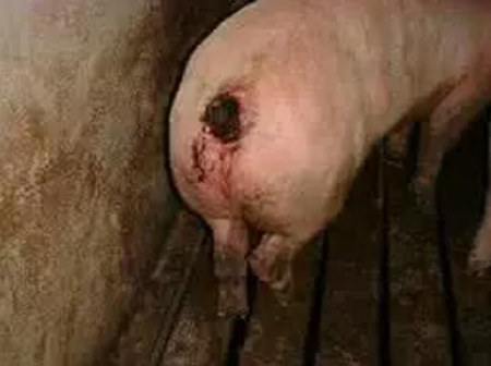 猪咬尾的危害，猪咬尾巴怎么防治？