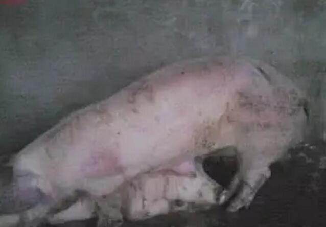 导致猪身体发紫疾病的鉴别大全！