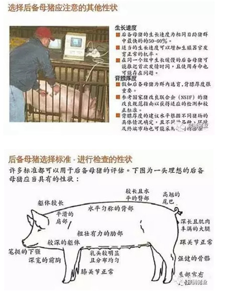 43张图片传授挑选健康、高产后备母猪的技巧，值得收藏！