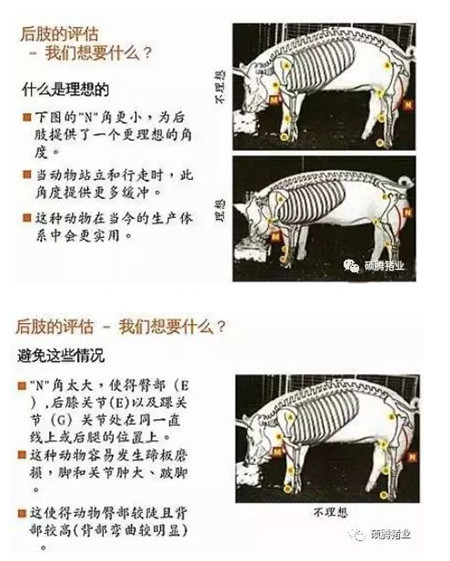 43张图片传授挑选健康、高产后备母猪的技巧，值得收藏！