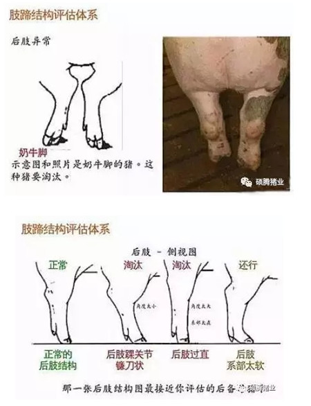43张图片传授挑选健康、高产后备母猪的技巧，值得收藏！
