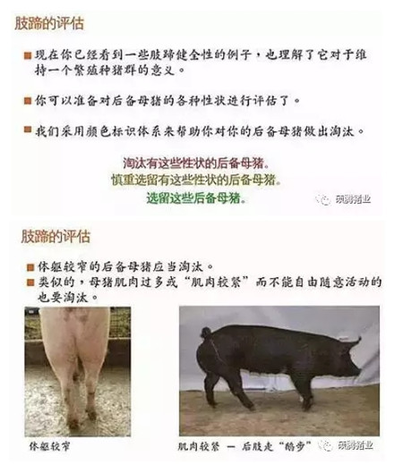 43张图片传授挑选健康、高产后备母猪的技巧，值得收藏！