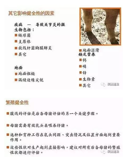 43张图片传授挑选健康、高产后备母猪的技巧，值得收藏！