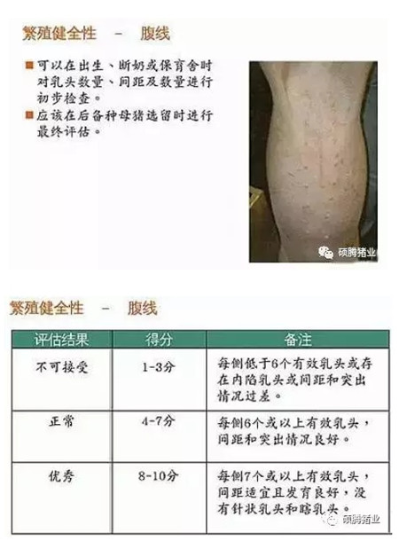 43张图片传授挑选健康、高产后备母猪的技巧，值得收藏！