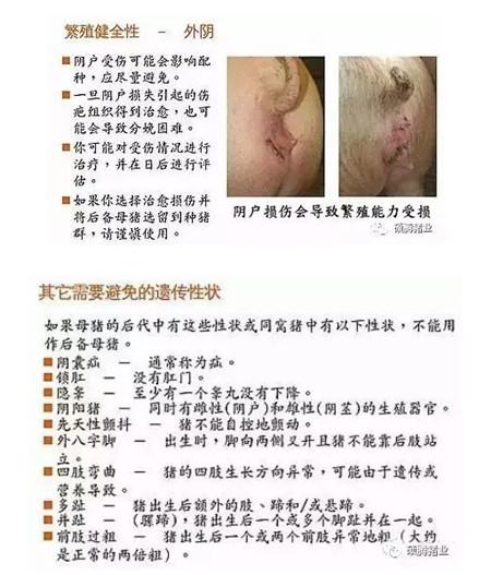 43张图片传授挑选健康、高产后备母猪的技巧，值得收藏！
