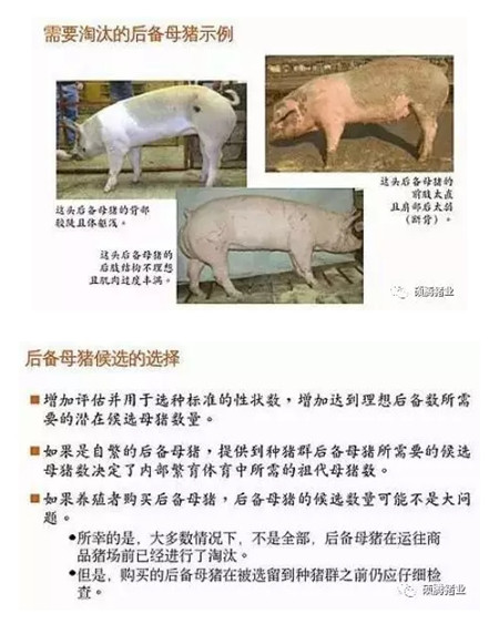 43张图片传授挑选健康、高产后备母猪的技巧，值得收藏！