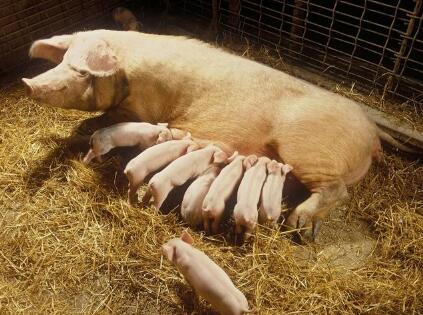 母猪多发产前产后不食，养猪人总结治疗方案