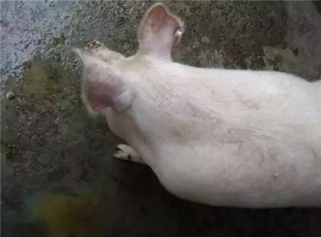 夏季电子游艺网站
高发这些猪病，怎样预防？