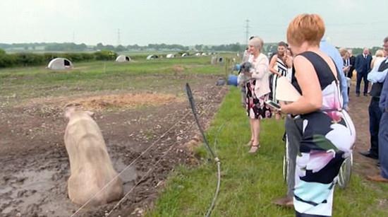 英国新郎花12万办猪主题婚礼50头猪令新娘崩溃！