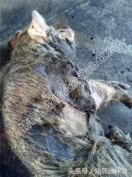 猪坏死性皮炎的治疗与预防方法，超实用！