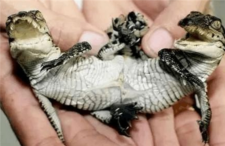 动物界中的奇闻双头猪见过吗?再看看新西兰惠灵顿的双头龟