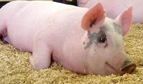 怎么卖猪饲料？销售员需掌握的话术方向与技巧