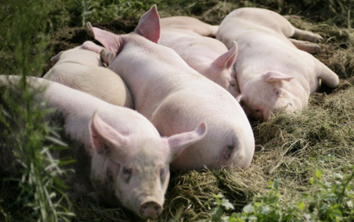 　　据《印度时报》8月24日报道，印度猪流感造成的死亡人数已达到1094人。其中，有342人在过去三周内死于这种病毒性疾病。