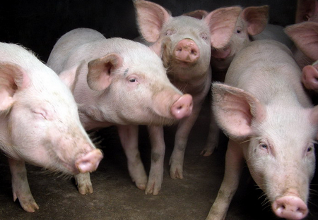 墨西哥农业委员会主席博斯科·德拉韦加3日表示，在北美自贸协定重谈的同时，墨西哥希望扩大农产品进入中国市场，寻求农业贸易多元化。